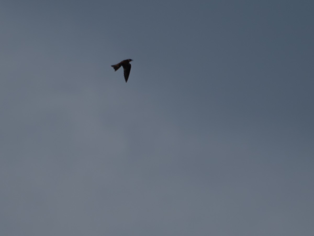 Chapman's Swift - ML645936315