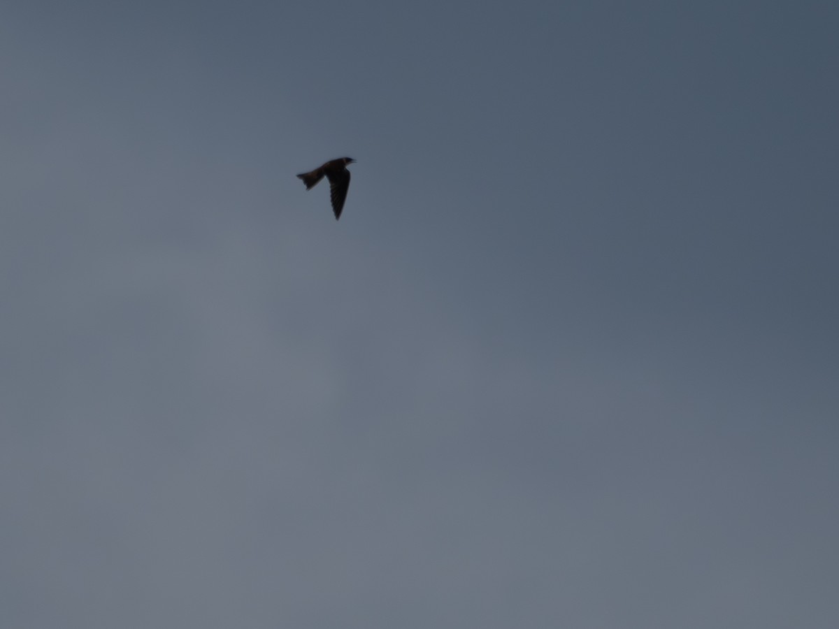 Chapman's Swift - ML645936316