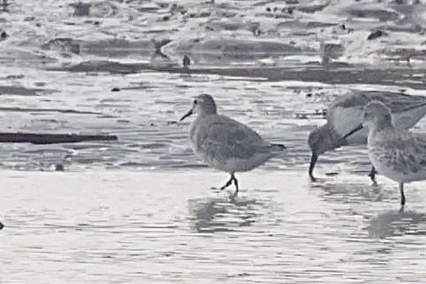 חופית להקנית - ML645936321