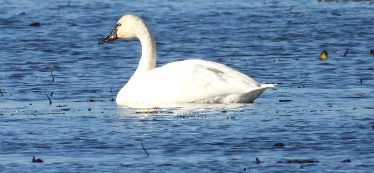 Tundra Swan - ML645936322