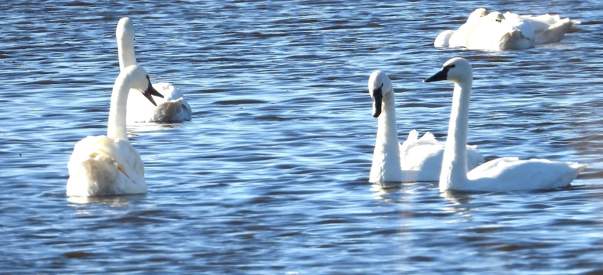 Tundra Swan - ML645936325