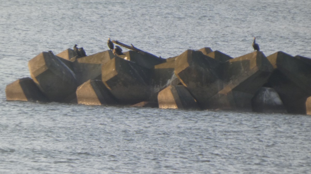 Японский баклан - ML645936327