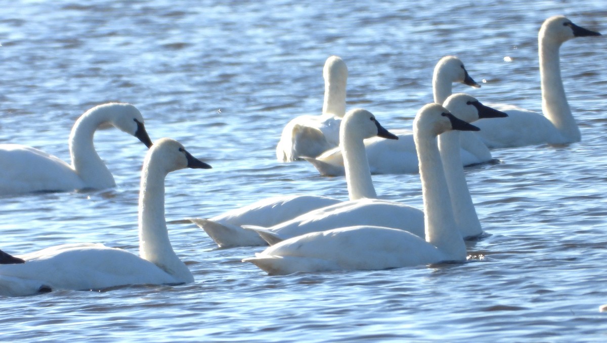 Tundra Swan - ML645936328