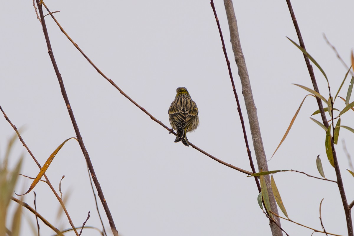 Girlitz - ML645936334