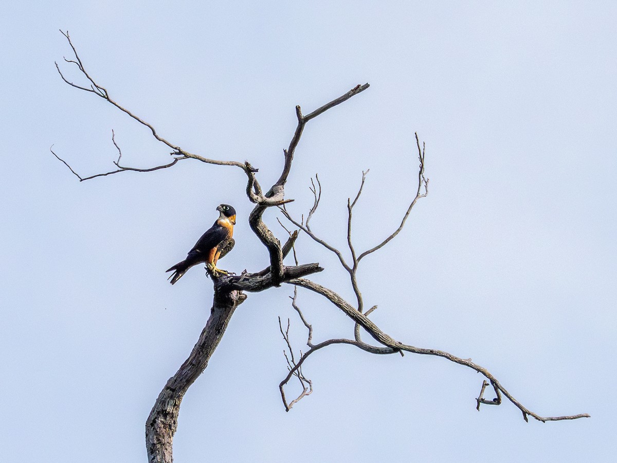 Orange-breasted Falcon - ML645936338