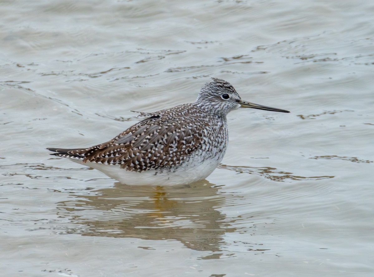 ביצנית עקודה - ML645936340