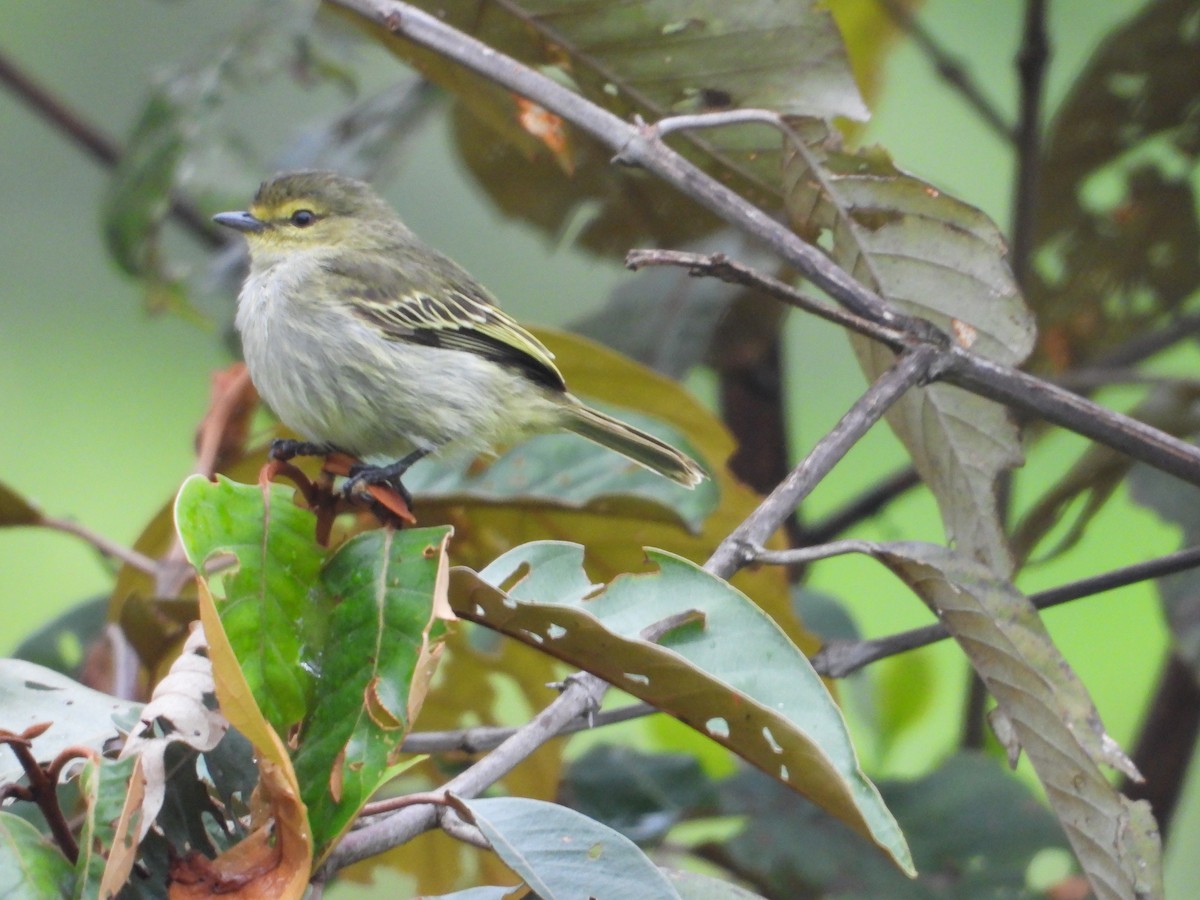 Golden-faced Tyrannulet - ML645936341