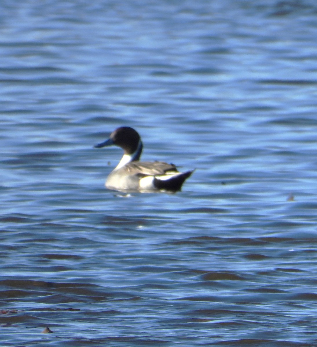 Northern Pintail - ML645936347