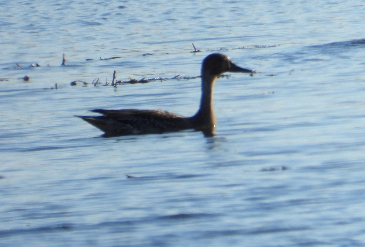 Northern Pintail - ML645936349