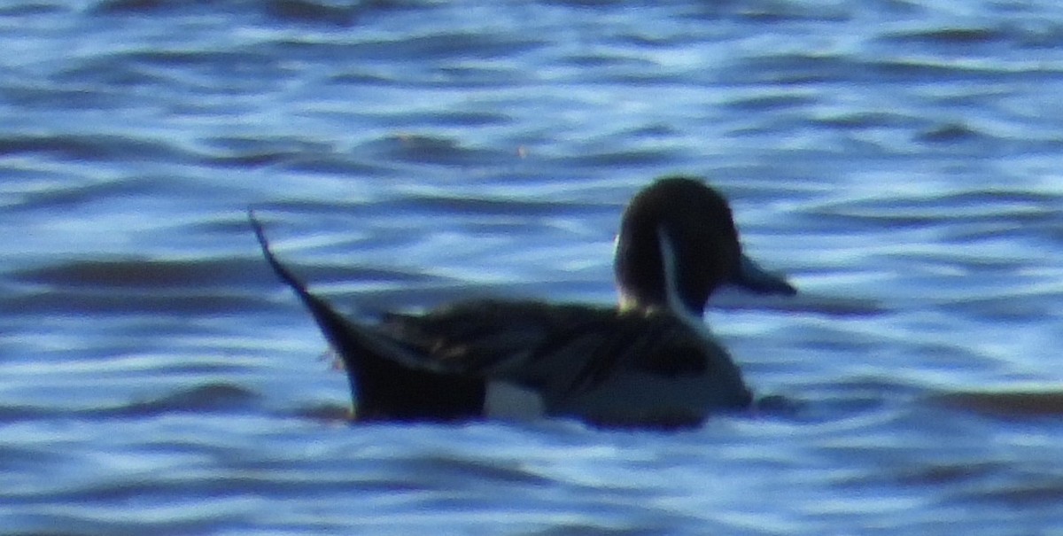 Northern Pintail - ML645936353