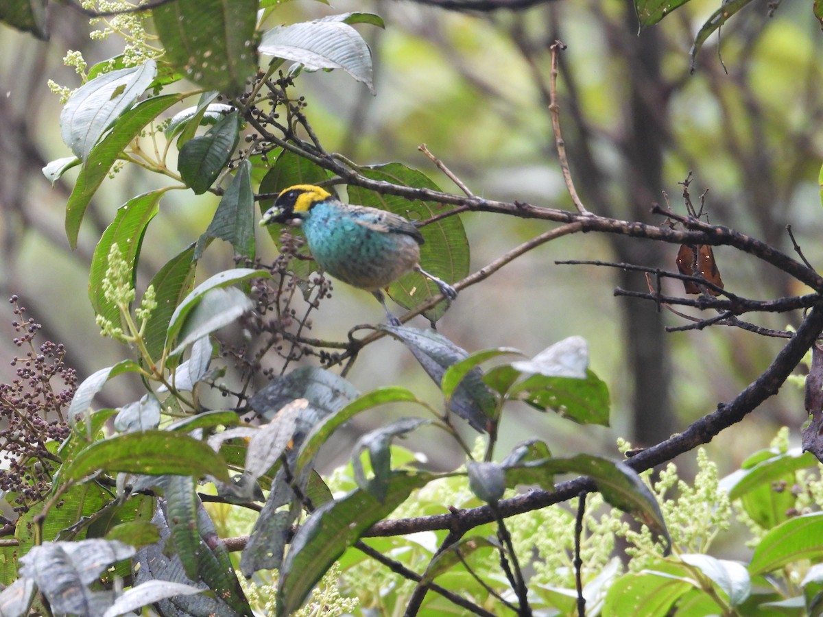 Saffron-crowned Tanager - ML645936354