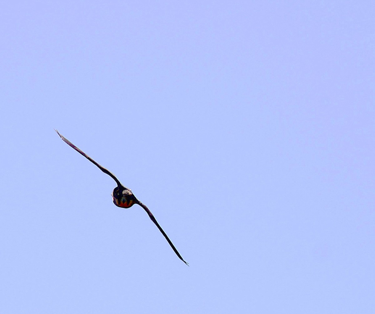 Aplomado Falcon - ML645936359