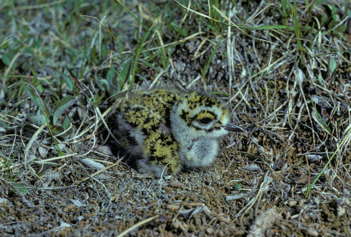 American Golden-Plover - ML645936360