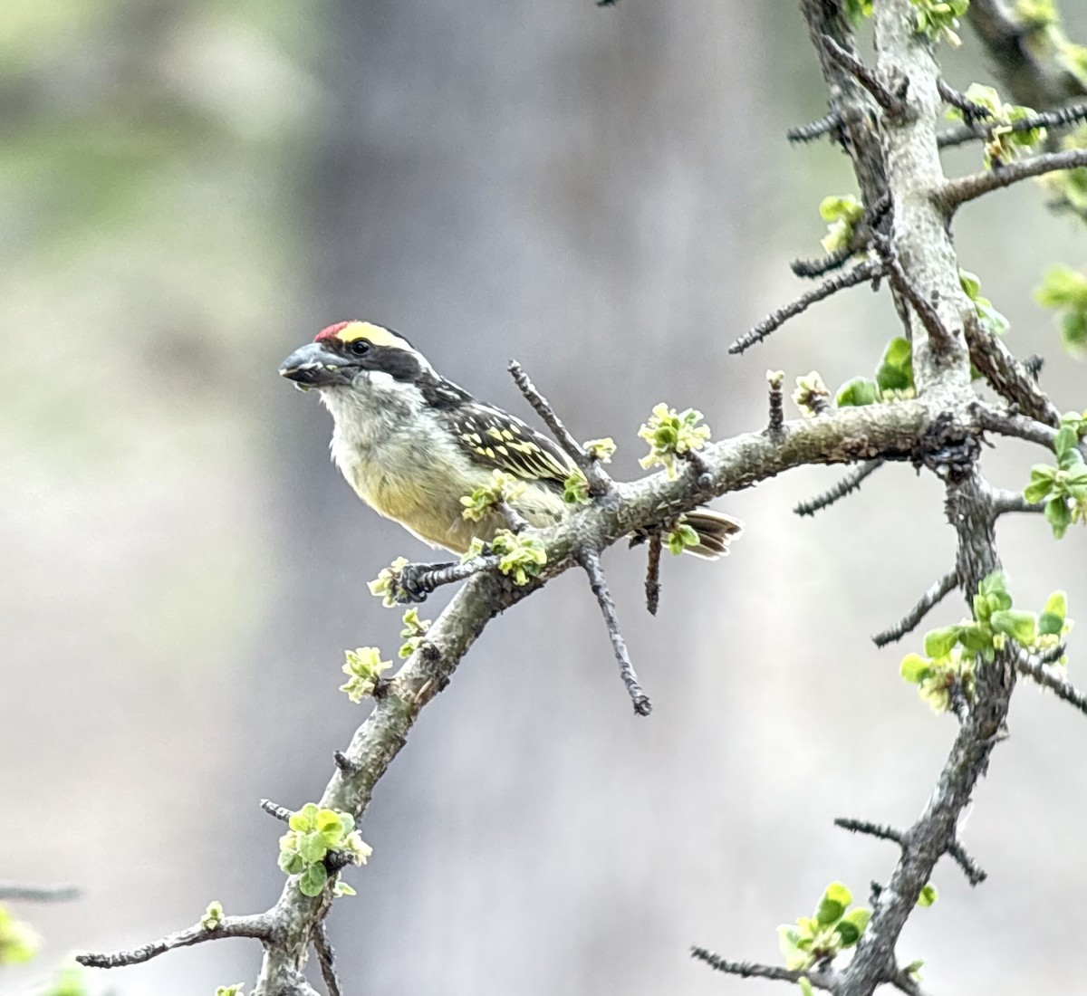 Red-fronted Barbet - ML645936361