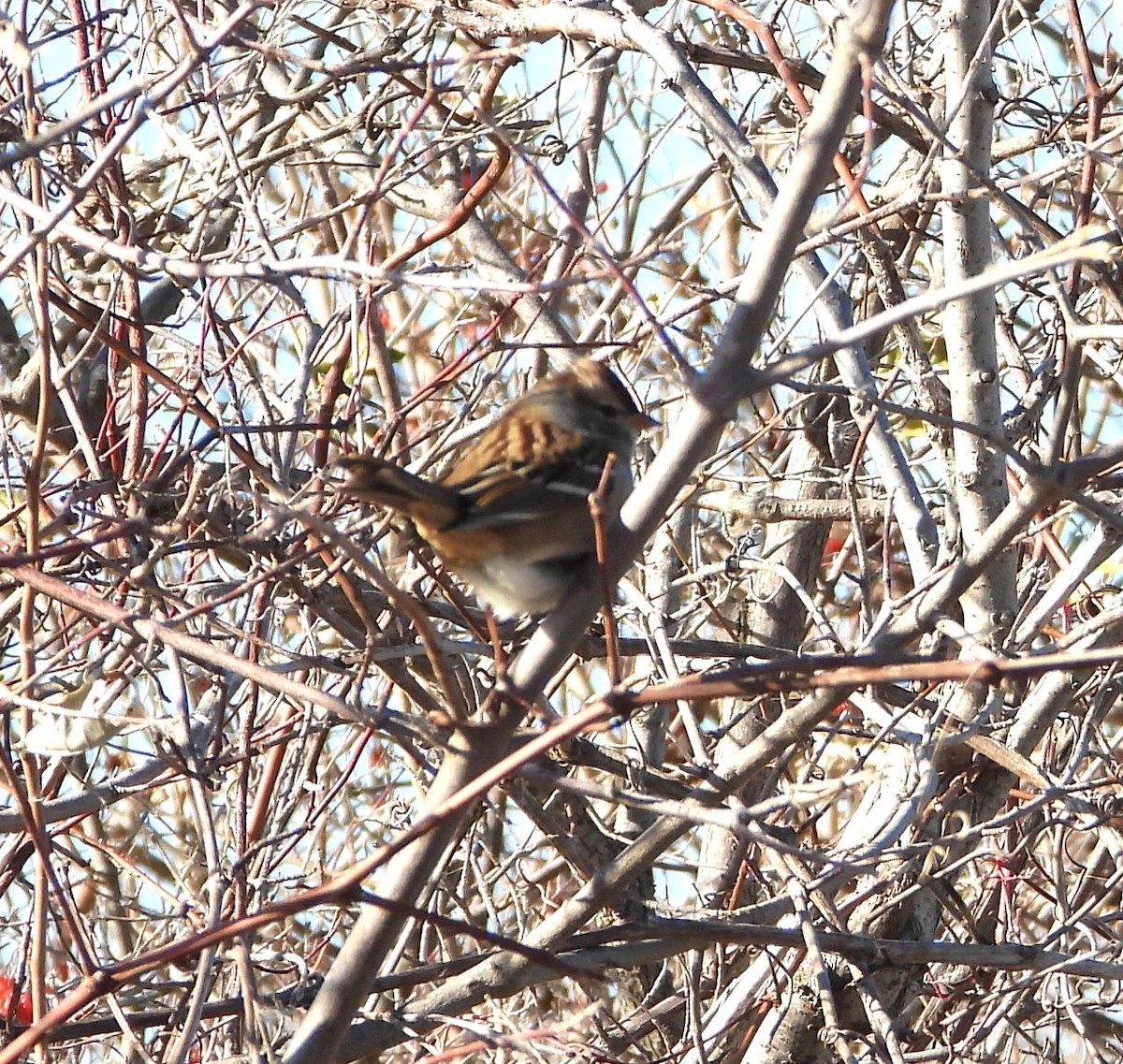 White-crowned Sparrow - ML645936362