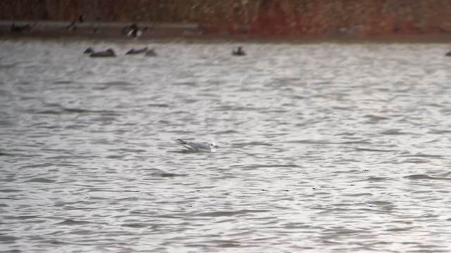 Bonaparte's Gull - ML645936363