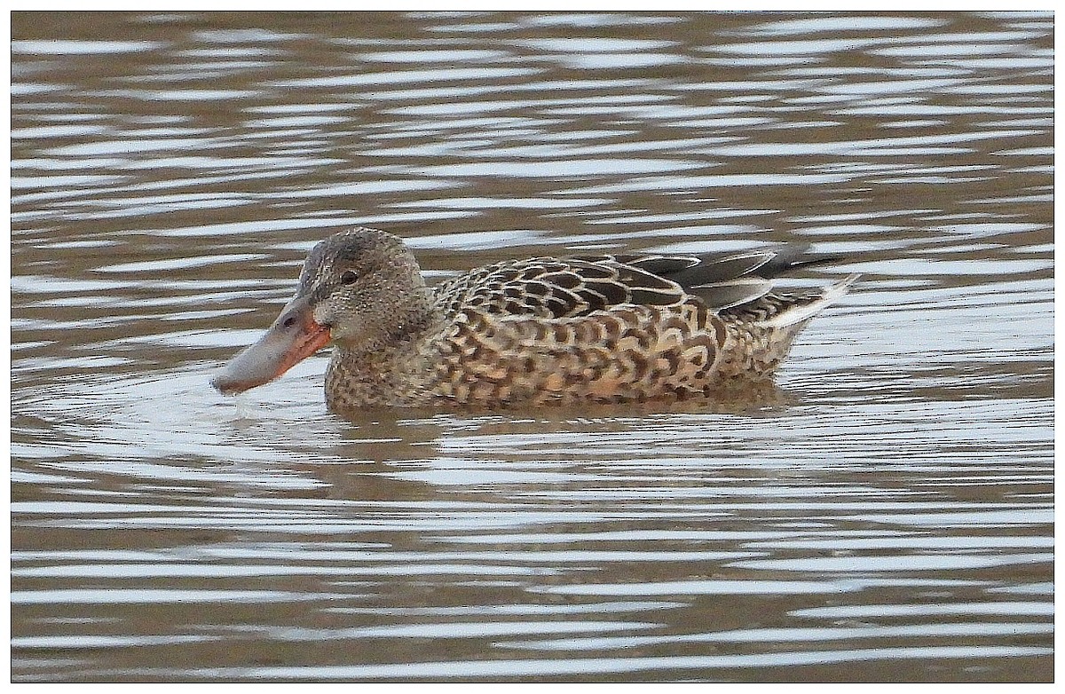 Northern Shoveler - ML645936364