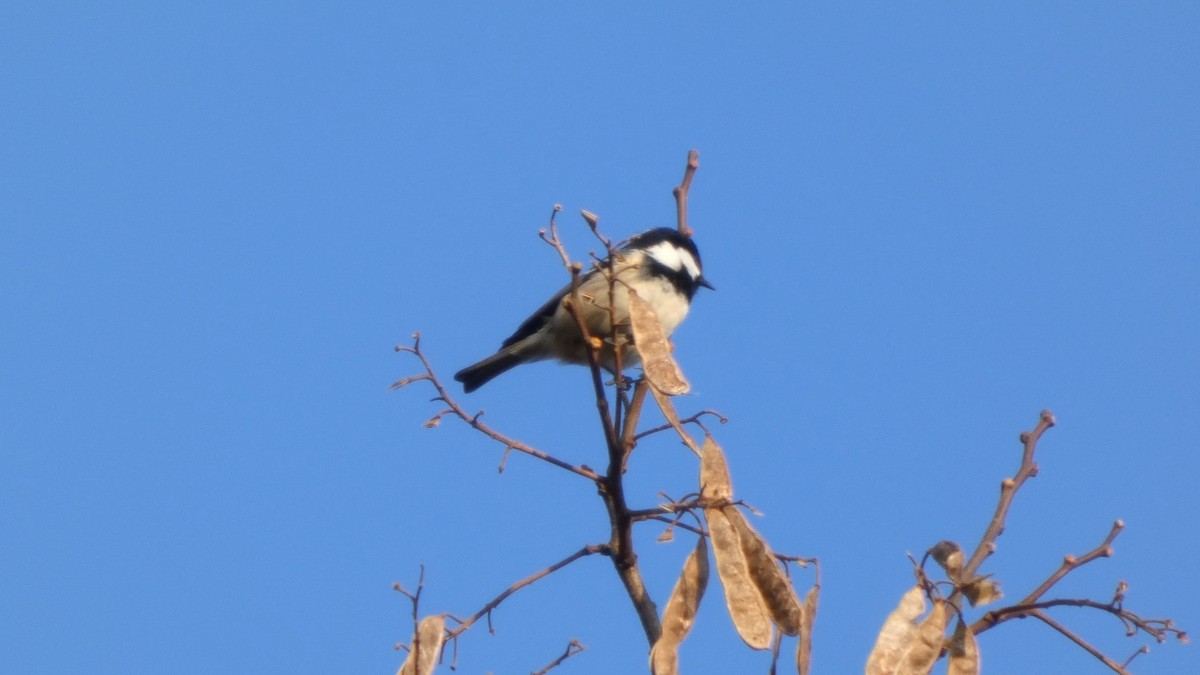 Coal Tit - ML645936365