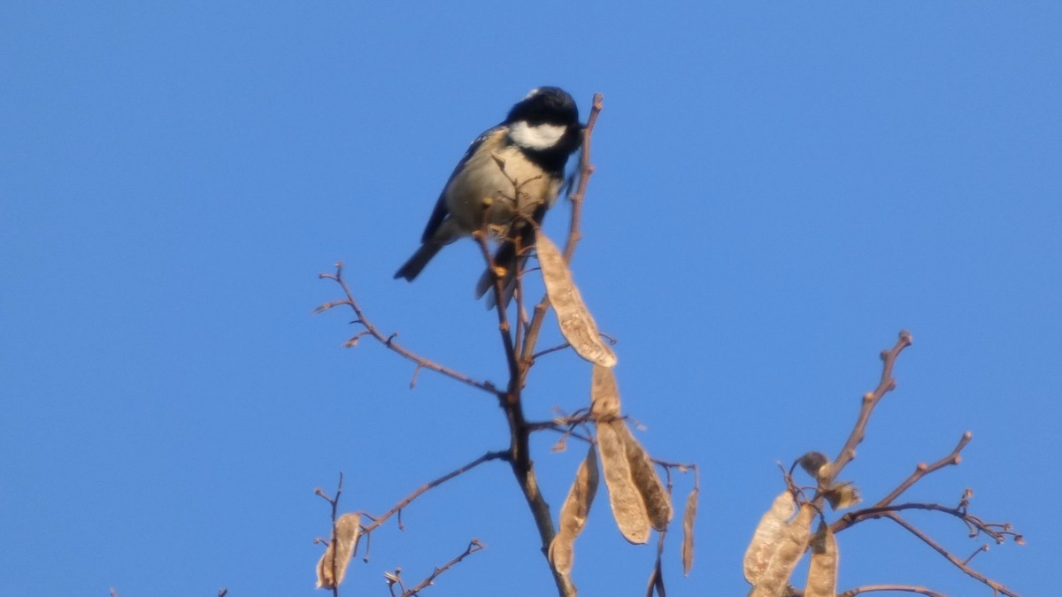 Coal Tit - ML645936366