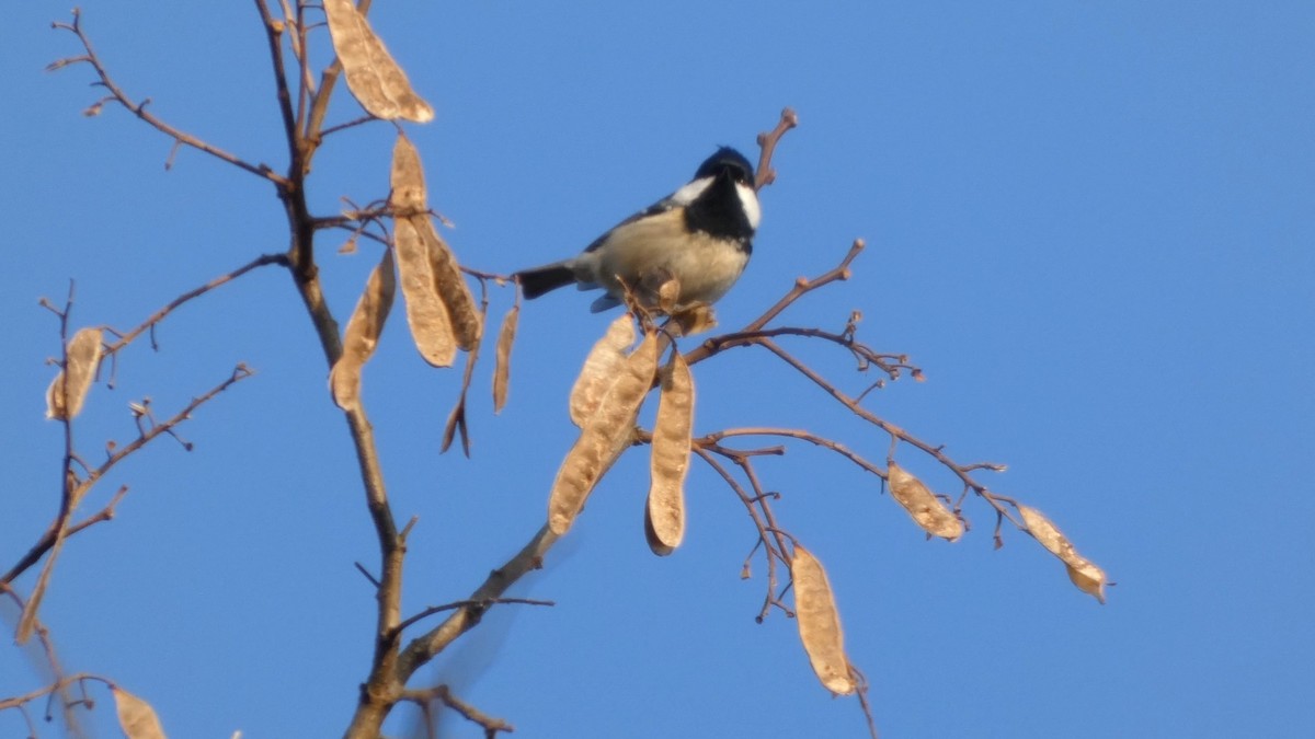 Coal Tit - ML645936367