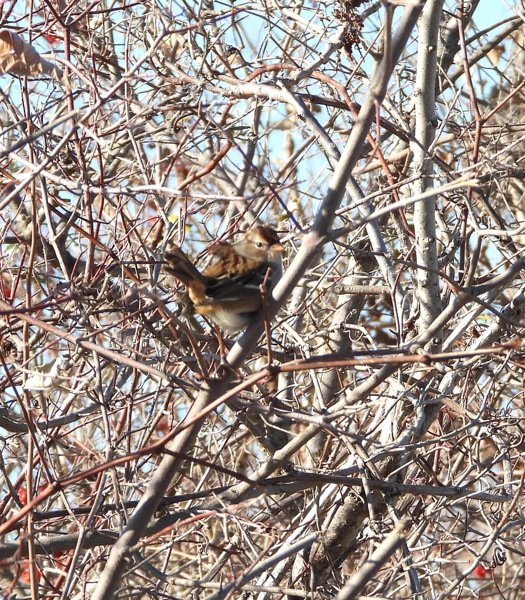 Swamp Sparrow - ML645936368