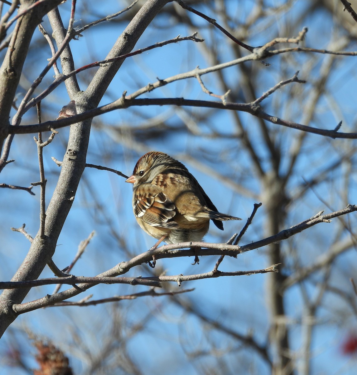 Swamp Sparrow - ML645936369