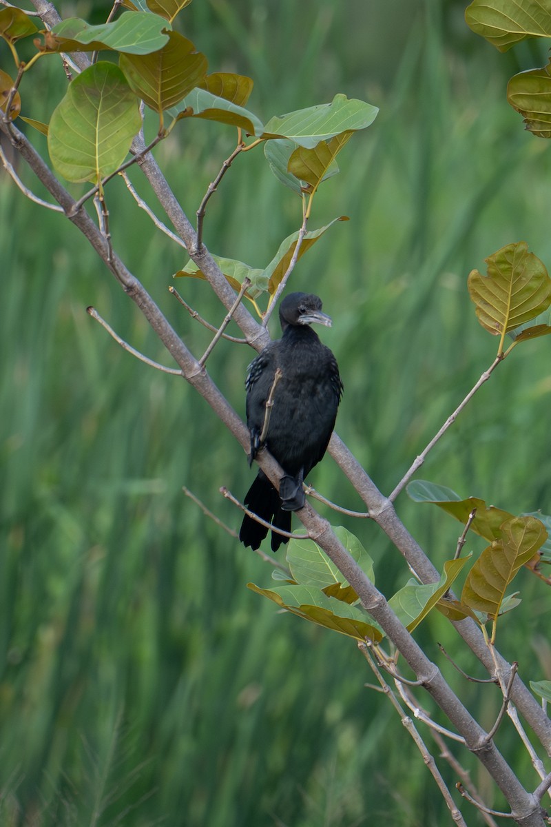 Little Cormorant - ML645936370