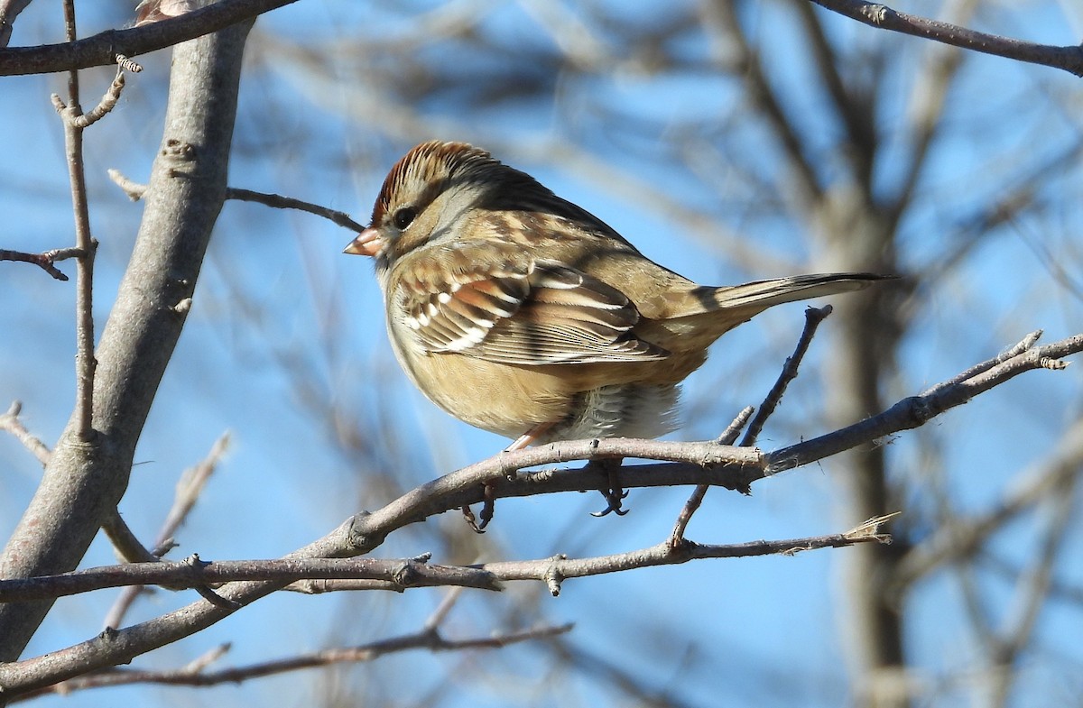 Swamp Sparrow - ML645936371