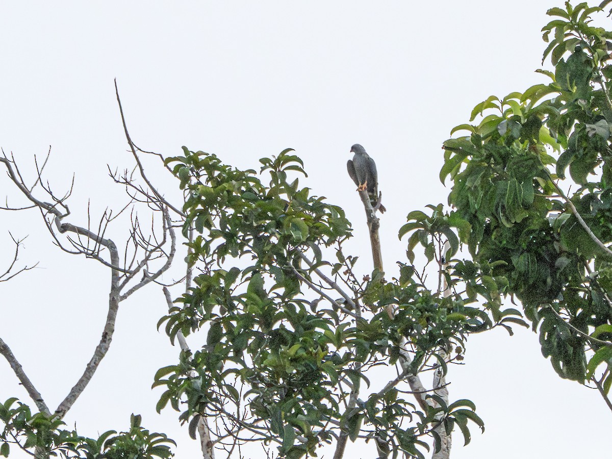 Plumbeous Kite - ML645936373