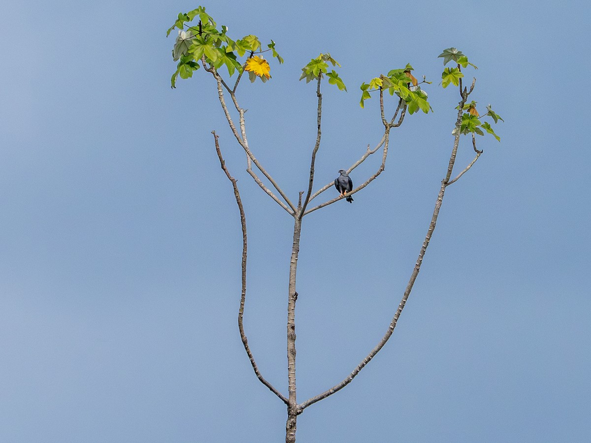 Plumbeous Kite - ML645936374