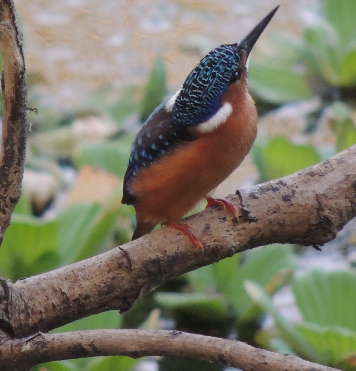 Malachite Kingfisher - ML645936375