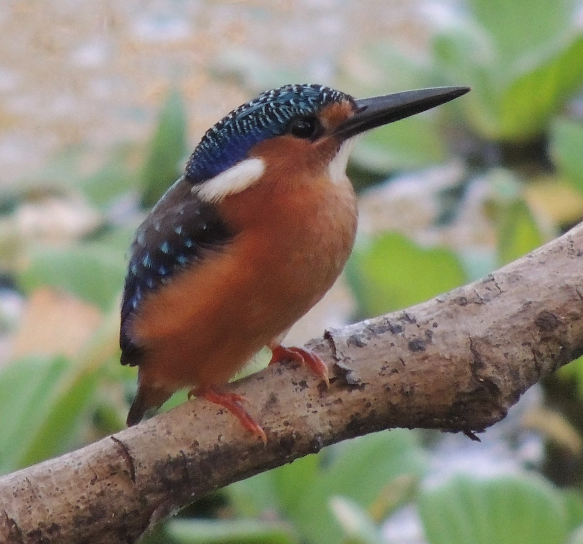 Malachite Kingfisher - ML645936376