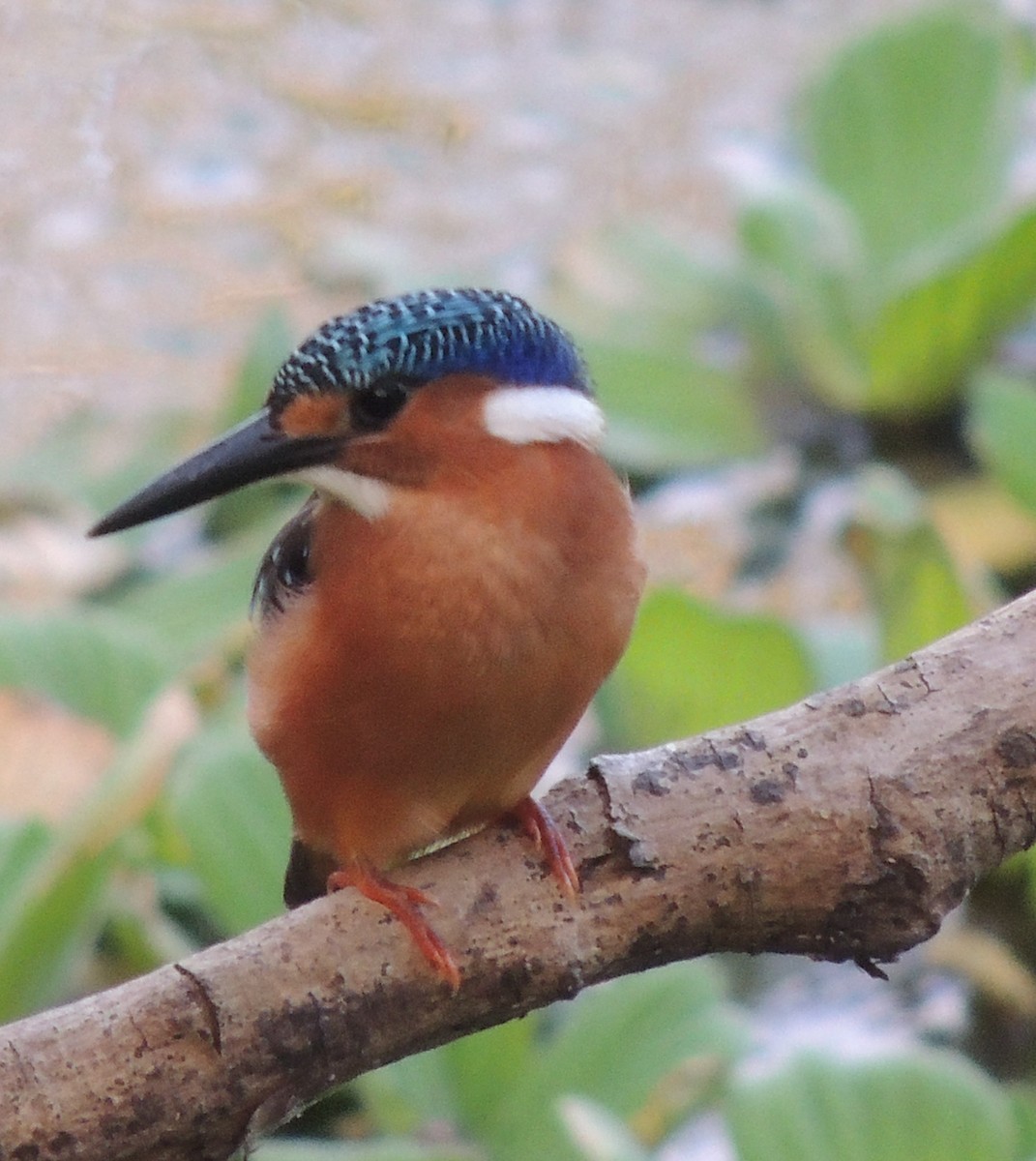 Malachite Kingfisher - ML645936377