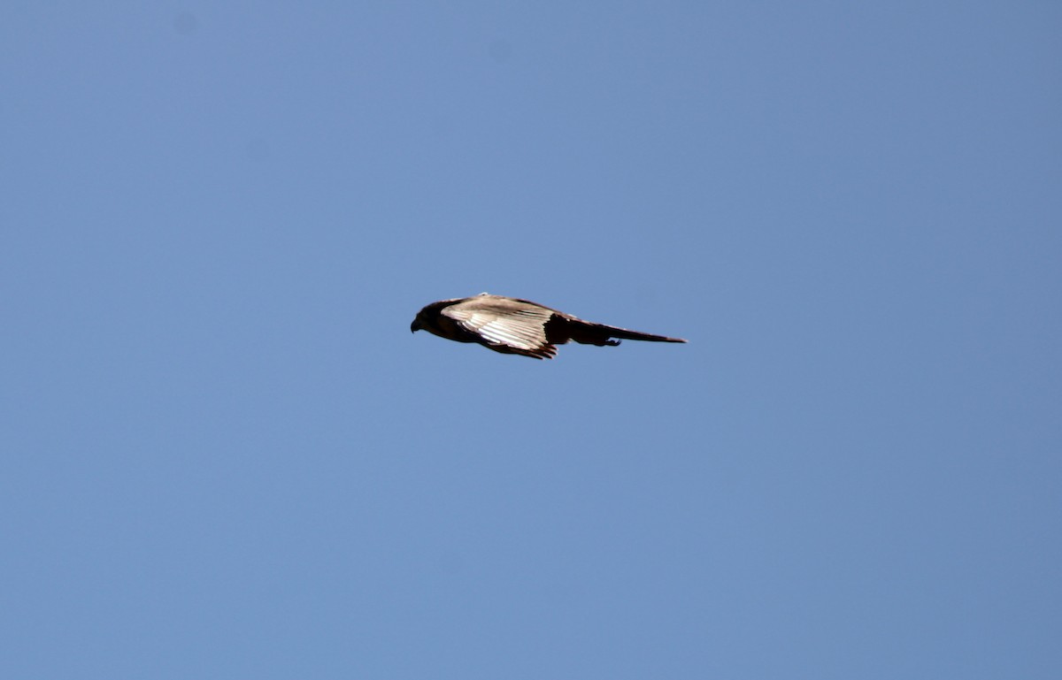 Aplomado Falcon - ML645936378