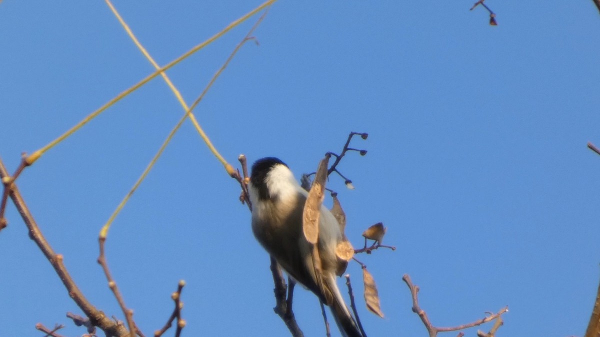 Willow Tit - ML645936379