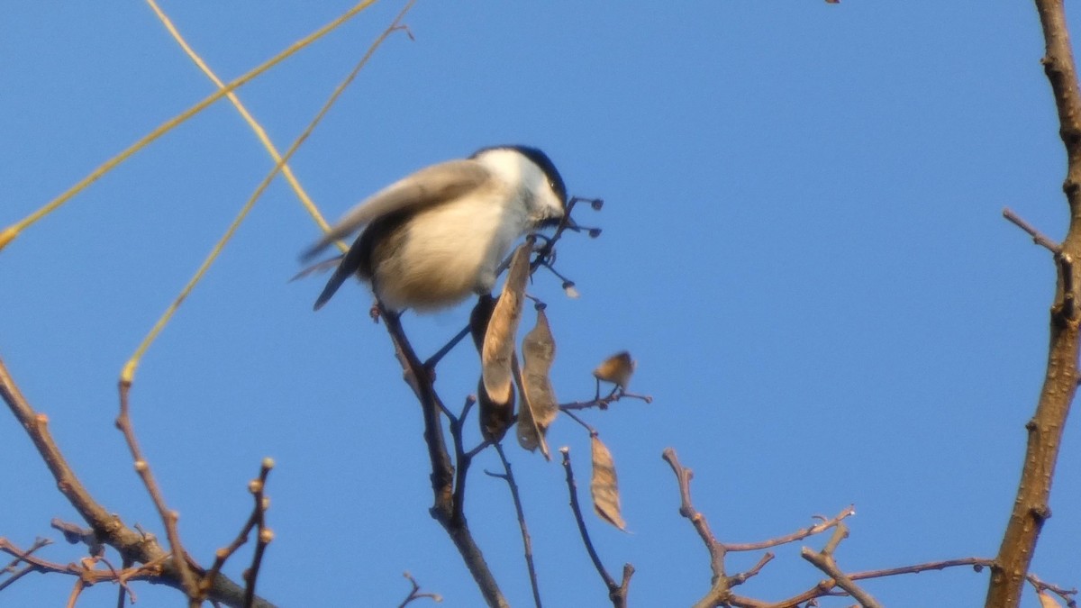 Willow Tit - ML645936380