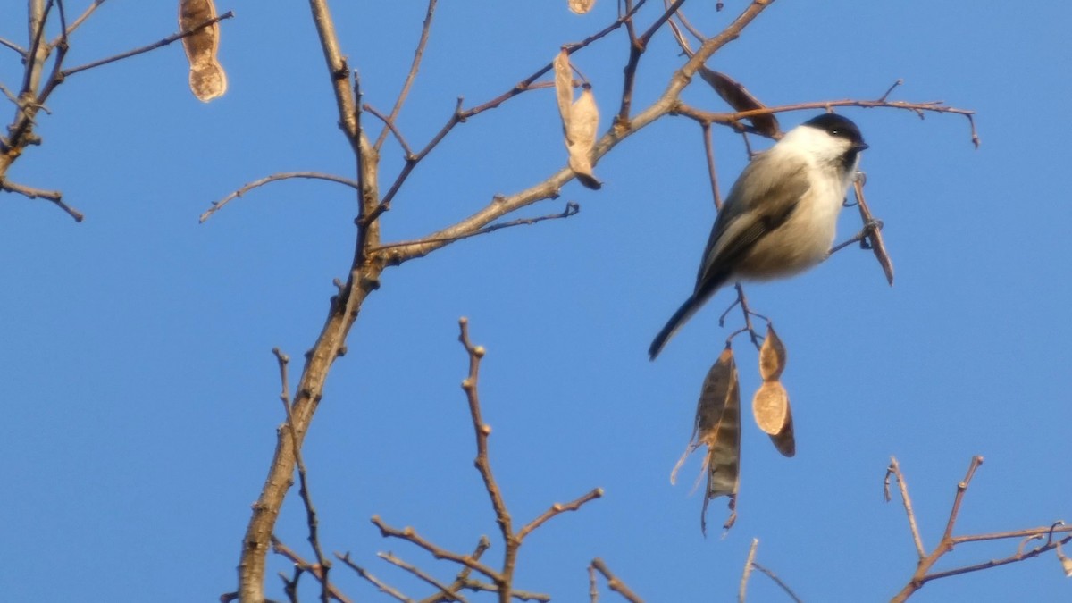 Willow Tit - ML645936381