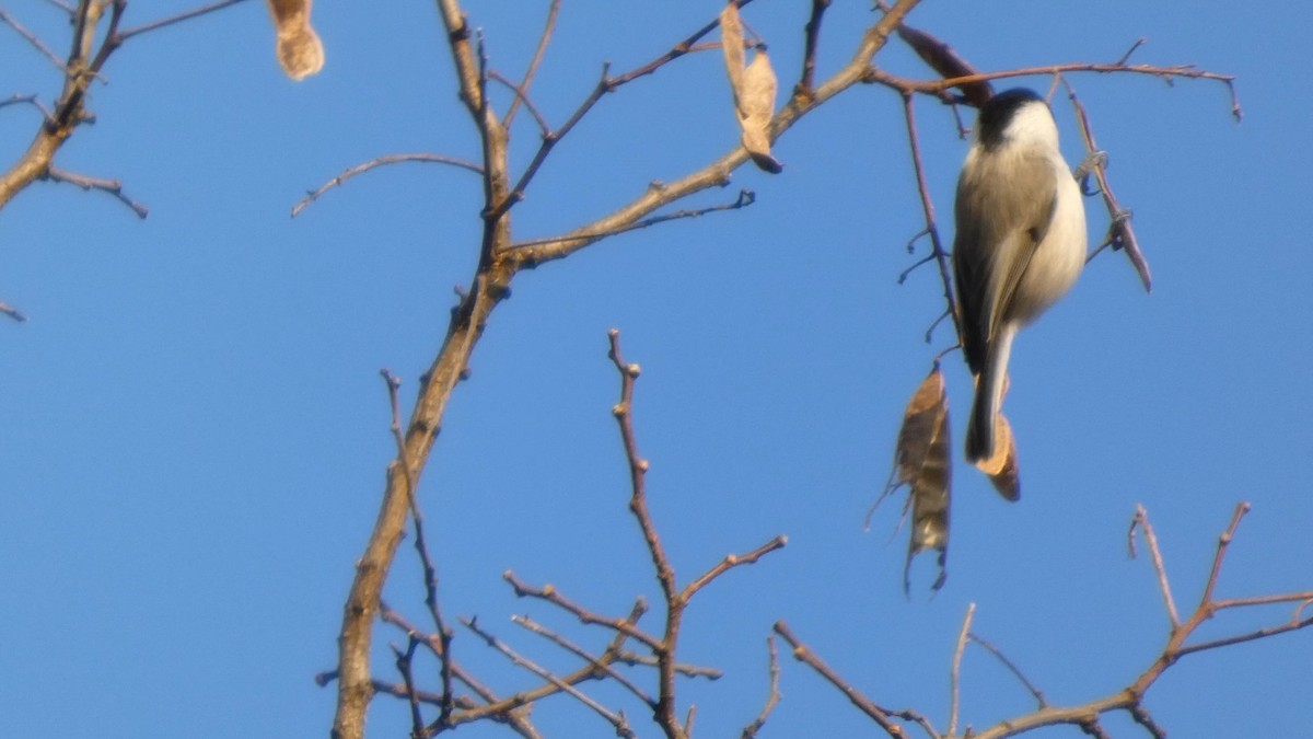 Willow Tit - ML645936382