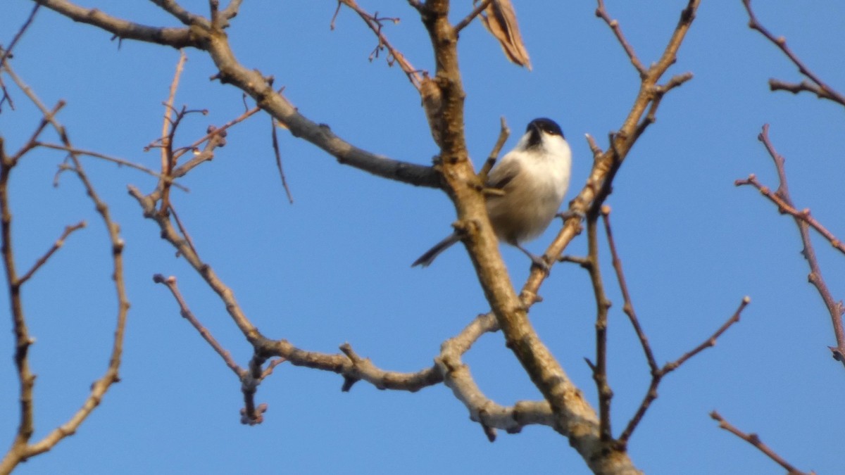 Willow Tit - ML645936383