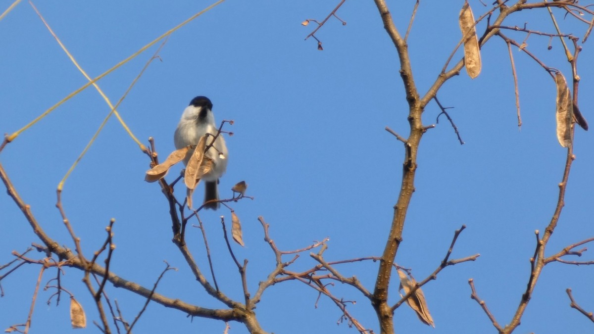 Willow Tit - ML645936384