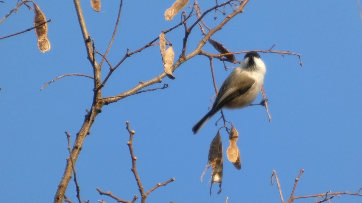 Willow Tit - ML645936385