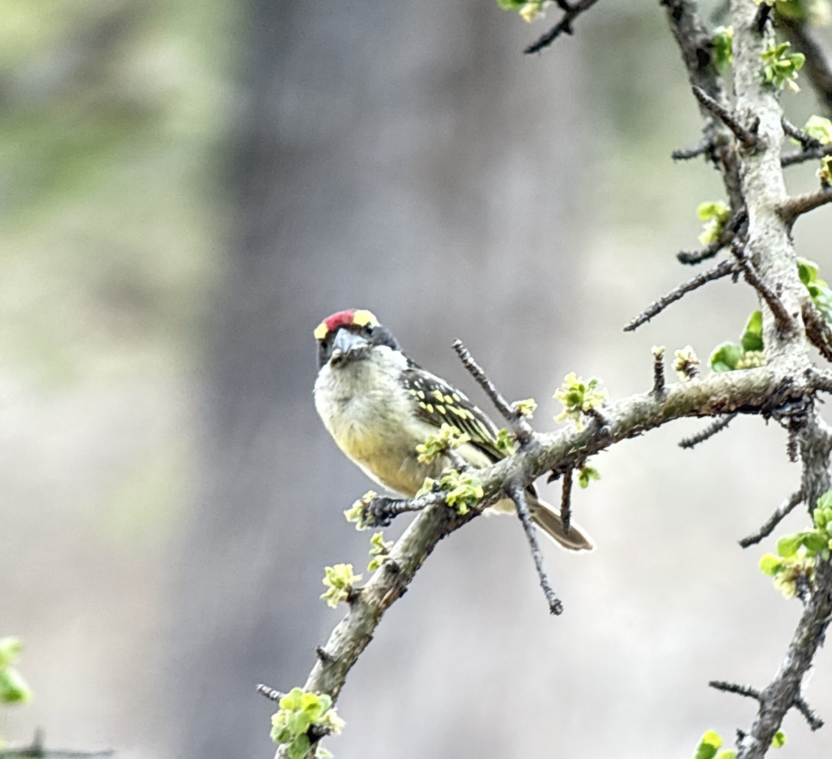 vousáček rudočelý - ML645936386