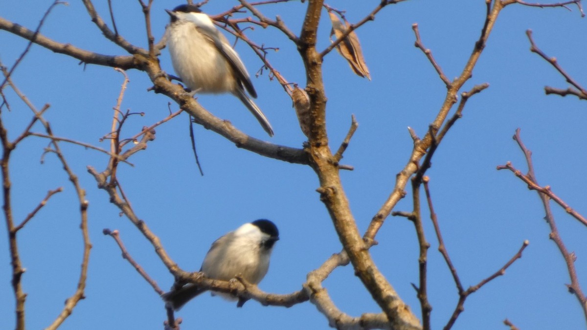 Willow Tit - ML645936387