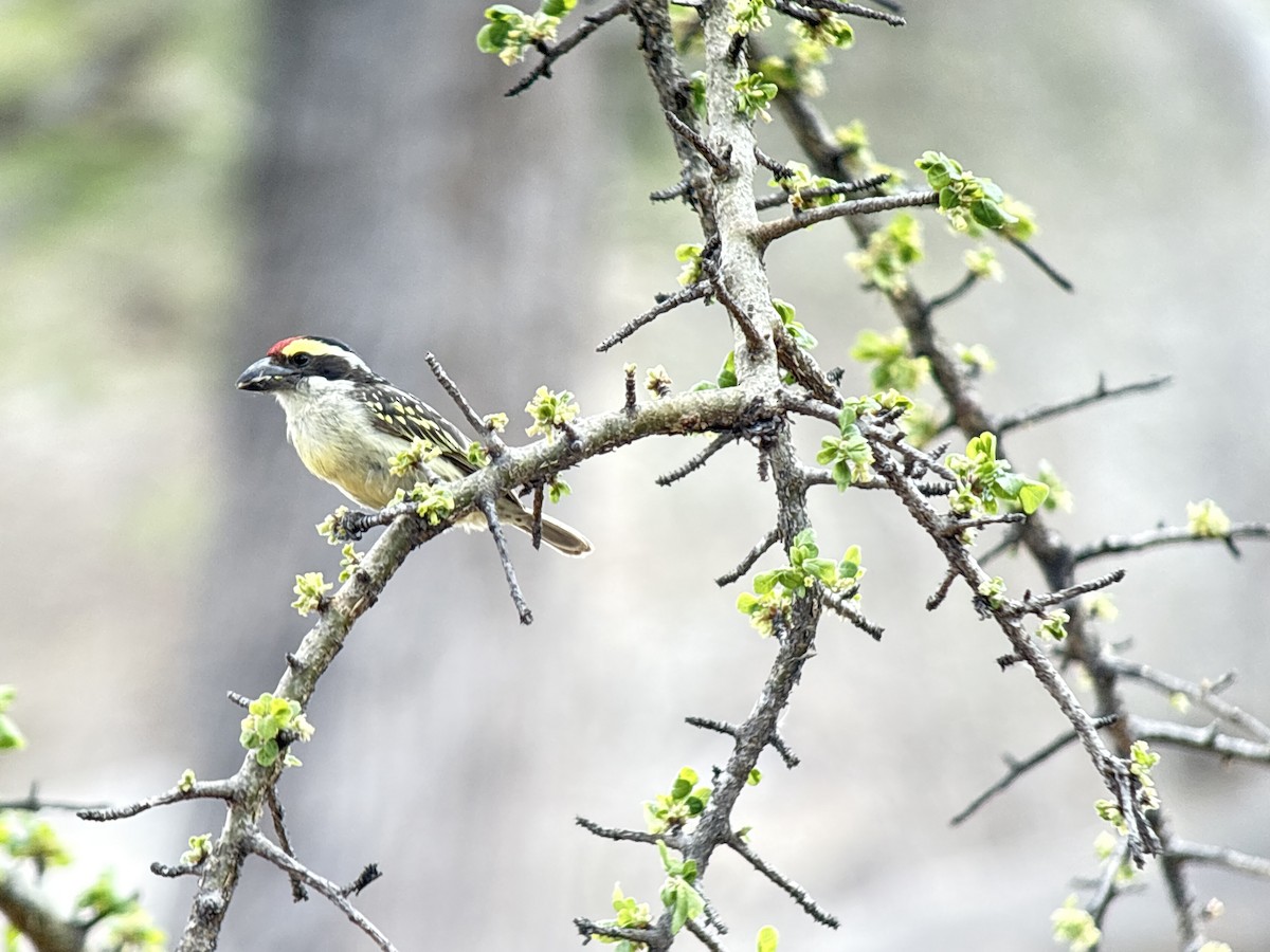 vousáček rudočelý - ML645936388