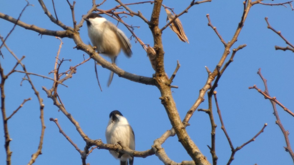 Willow Tit - ML645936389