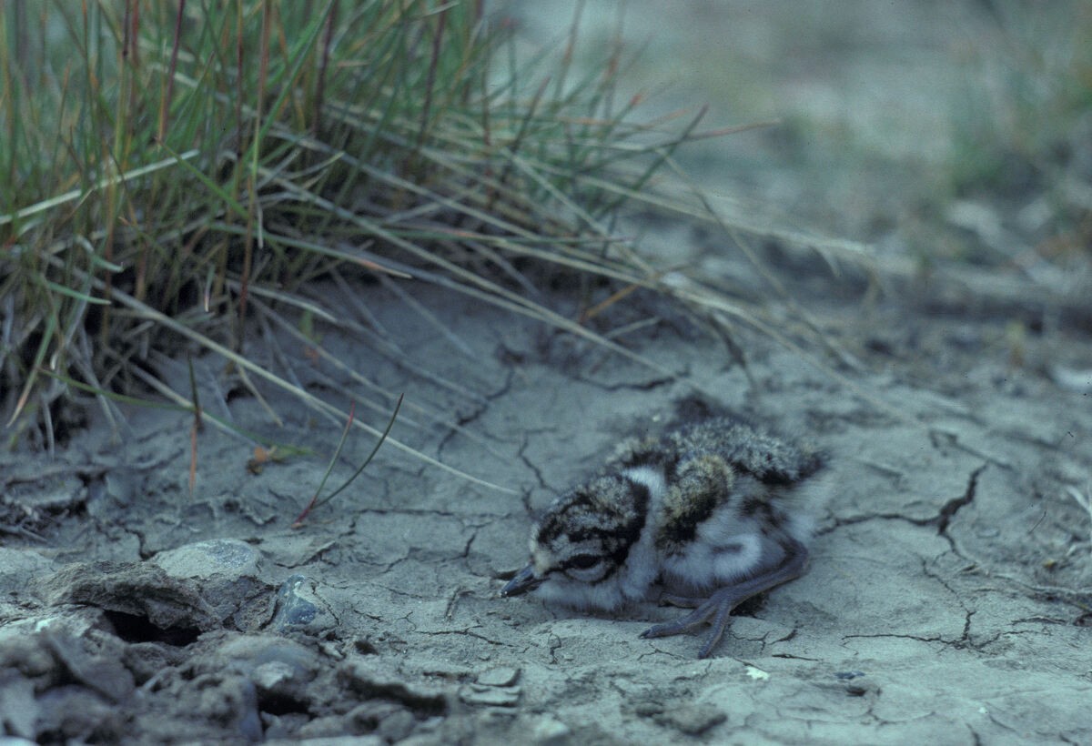 Semipalmated Plover - ML645936390