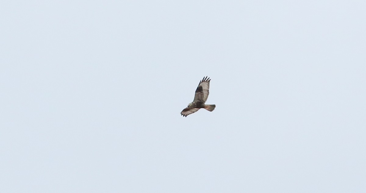 Rough-legged Hawk - ML645936391