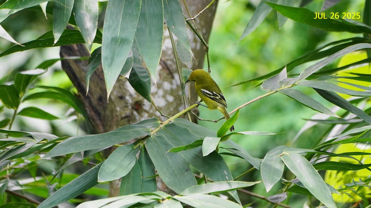 jora černokřídlá - ML645936392