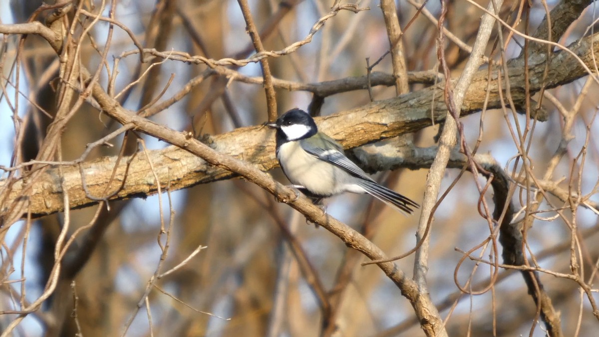 sýkora popelavá - ML645936393