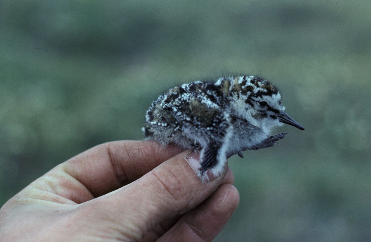 jespák dlouhokřídlý - ML645936394